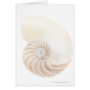 Nautilus-Muschel, nah