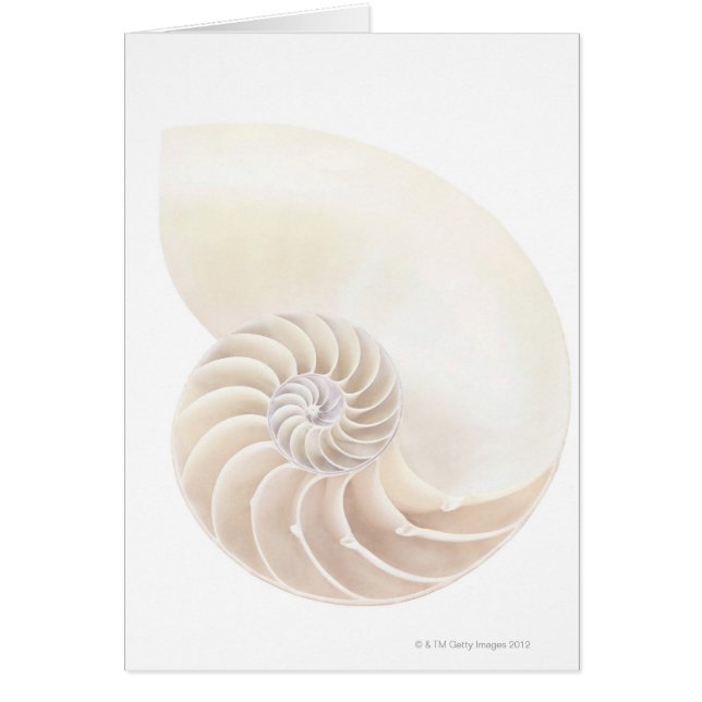 Nautilus-Muschel, nah (Vorne)