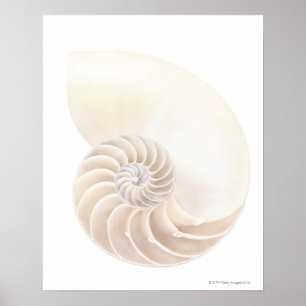 Nautilus-Muschel, nah Poster