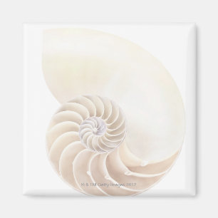 Nautilus-Muschel, Nahaufnahme Magnet