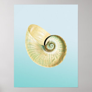 Nautilus-Muschel Poster