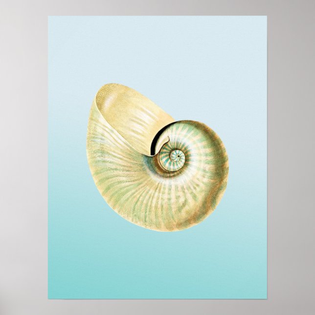 Nautilus-Muschel Poster (Vorne)