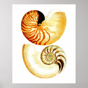 Nautilus Muschel Seashell no.8 Stranddekoration Ku Poster