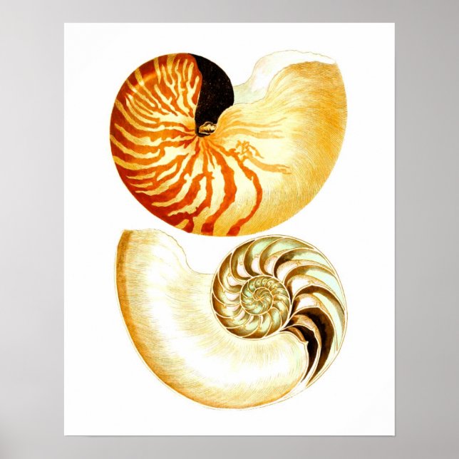 Nautilus Muschel Seashell no.8 Stranddekoration Ku Poster (Vorne)