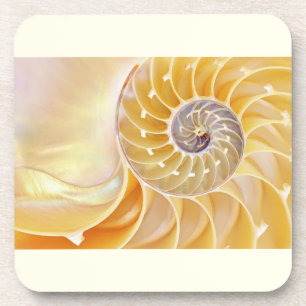 Nautilus-Muschel-Set aus Plastik Getränkeuntersetzer