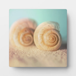 Nautilus-Muscheln am Strand Fotoplatte