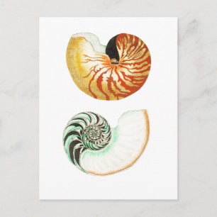 "NAUTILUS" SAASHELL POSTCARD POSTKARTE