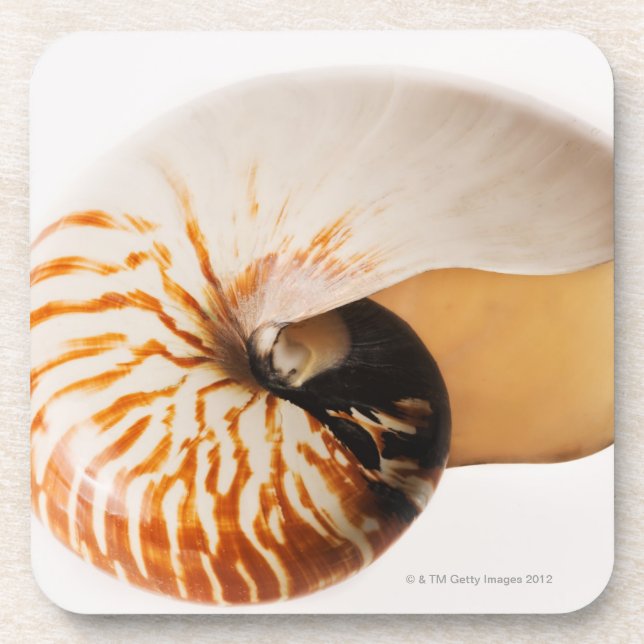 Nautilus Seashell (Nautilus stenomphalus) Getränkeuntersetzer (Vorderseite)