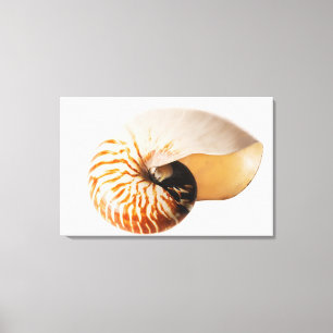 Nautilus Seashell (Nautilus stenomphalus) Leinwanddruck