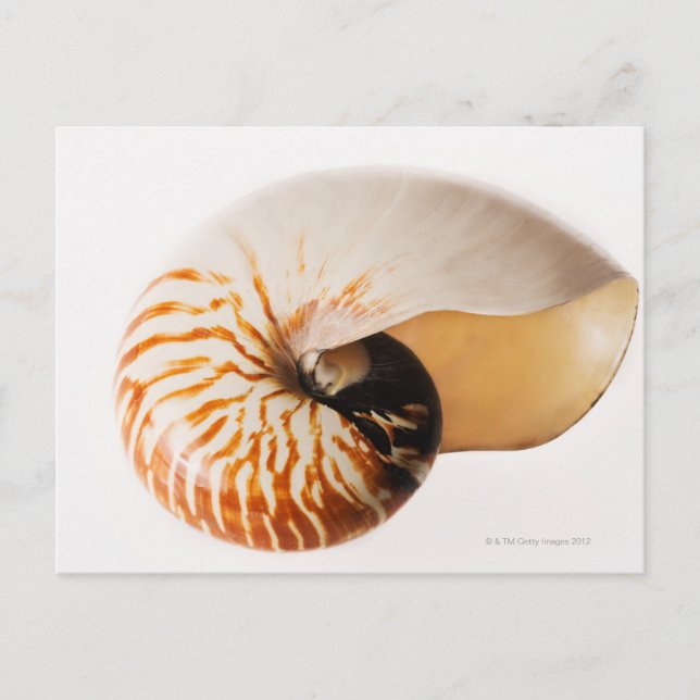 Nautilus seashell (Nautilus stenomphalus) Postkarte (Vorderseite)