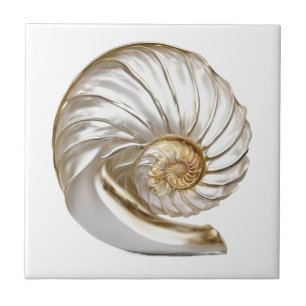 Nautilus seashell pearl 3D Strand nautische Fliese