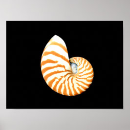 Nautilus Seashell Poster