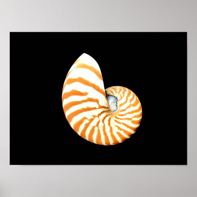 Nautilus Seashell Poster (Vorne)