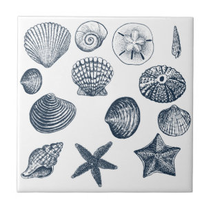Nautische Blaue Ozeanmuscheln Fliese
