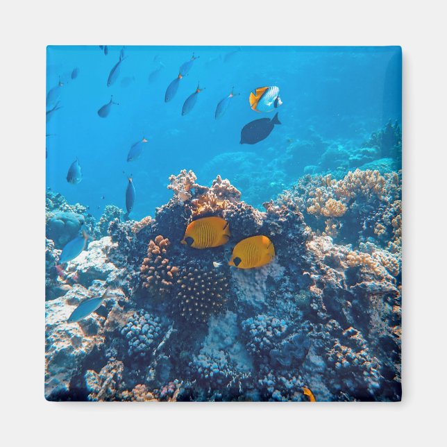 Nautische Fotos Meerestierfotografie Fische Pic Magnet (Vorne)