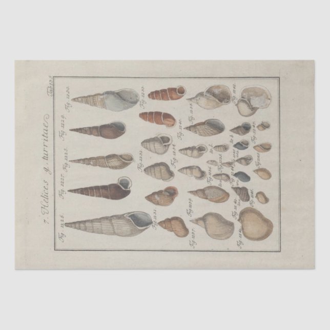 Nautische Muscheln Ephemera Decoupage Französisch Seidenpapier (Vorderseite)