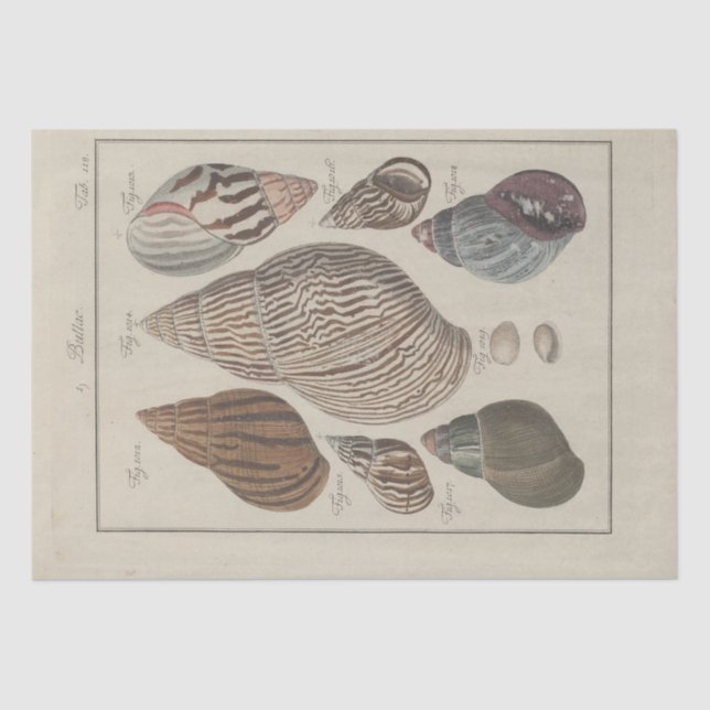 Nautische Muscheln Ephemera Decoupage Französisch Seidenpapier (Vorderseite)