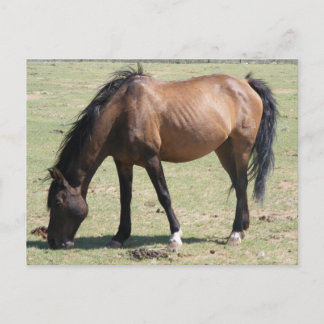 Navajo Mustang Postkarte