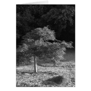 NC/Noir, Karte
