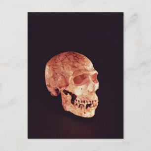 Neanderthal Skull, entdeckt auf Mt Carmel Postkarte