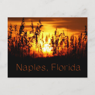 Neapel Florida Sunset Postcard Postkarte