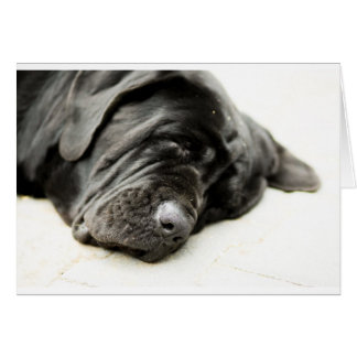 Neapolitan Mastiff