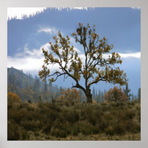 Nebel im Tal... Poster