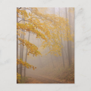 Nebel und Herbstlaub, Great Smoky Mountains Postkarte