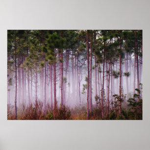 Nebel unter Kiefern bei Sonnenaufgang, Everglades Poster