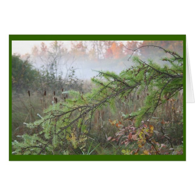 nebelhafte Kiefer (Vorderseite (Horizontal))