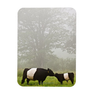 Nebelhafte Szene umgeschnallter Galloway-Kuh, die Magnet