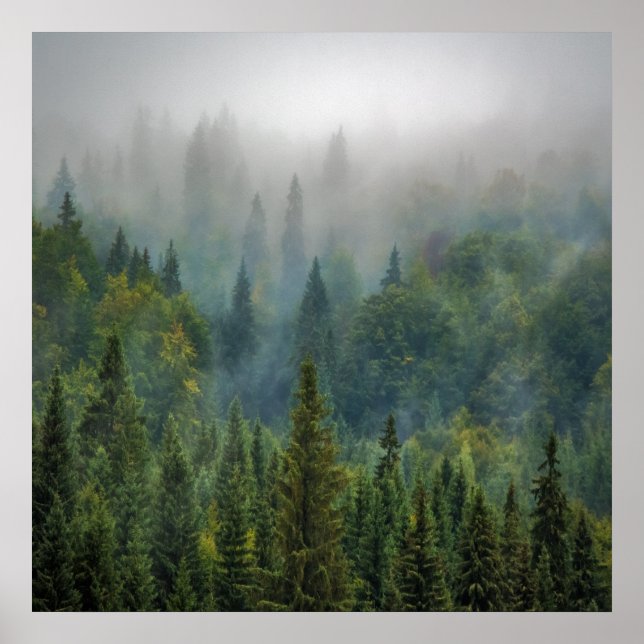 Nebeliger Kiefernwald Landschaft Poster (Vorne)