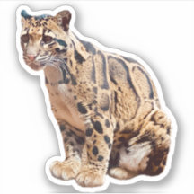 Nebelparder Bild Natur Wildleben exotisch