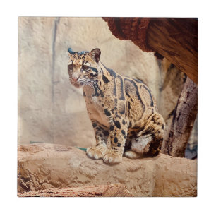 Nebelparder Bild Natur Wildleben exotisch Fliese