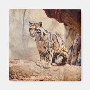 Nebelparder Bild Natur Wildleben exotisch Magnet