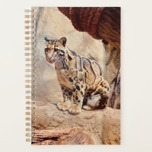 Nebelparder Bild Natur Wildleben exotisch Planer