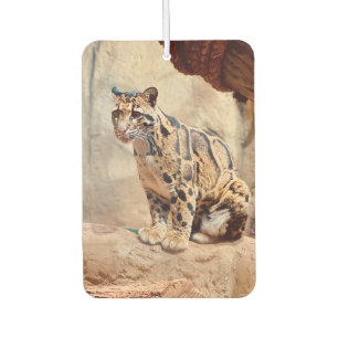 Nebelparder Bild Natur Wildtiere exotisch Autolufterfrischer