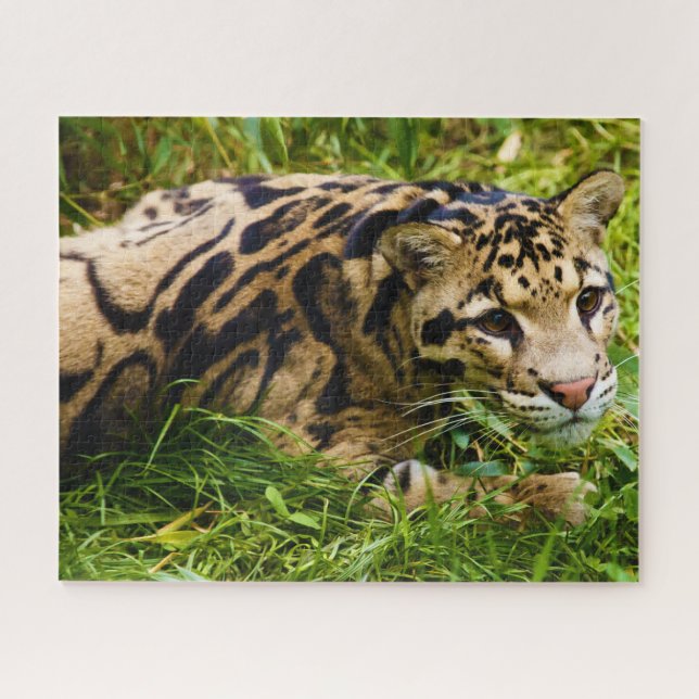 Nebelparder Großkatzen. Puzzle (Horizontal)