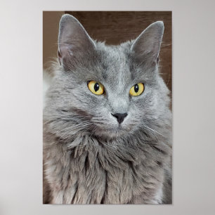 Nebelung Long-Hair Russian Blue Cat Poster