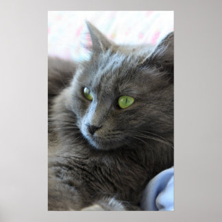 Nebelung Poster