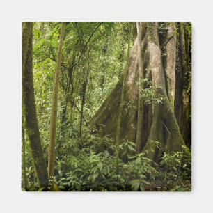 Nebelwald, Peace Rain Forest, Costa Rica Magnet