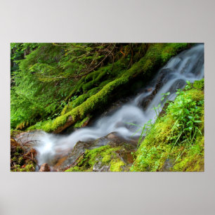 Nebenfluss in Nationalpark des Mount Rainier Poster