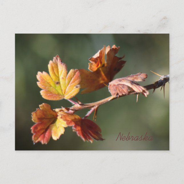 Nebraska Postcard Postkarte (Vorderseite)