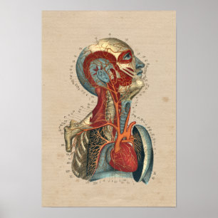 Neck Anatomie 1841 Print Poster