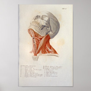 Neck Muscles Skull Anatomie Drucken Französisch Poster