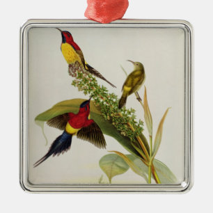 Nectarinia Gouldae Silbernes Ornament
