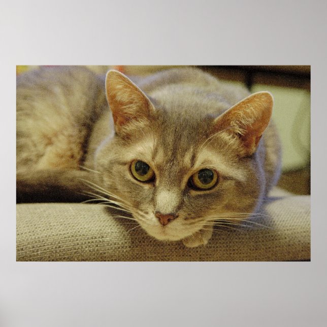 Nedda Poster (Vorne)