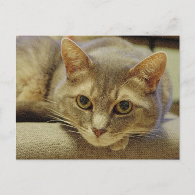 Nedda Postkarte (Vorderseite)