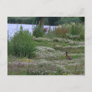 Nedereindse Plas Postkarte
