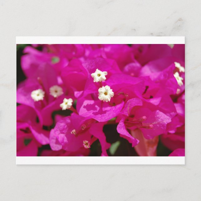 Negril, Jamaika Postkarte (Vorderseite)